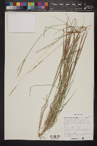 Trachypogon spicatus image