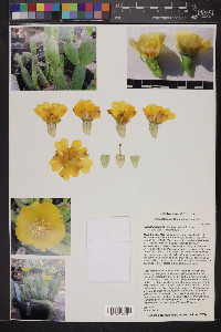 Opuntia triacantha image