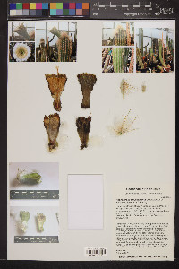 Pilosocereus chrysacanthus image