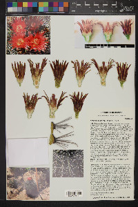 Ferocactus emoryi image