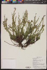 Penstemon linarioides image