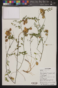 Astragalus subcinereus image