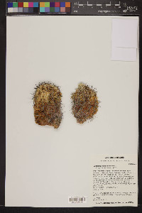 Copiapoa calderana image