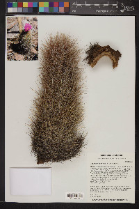 Thelocactus bicolor image