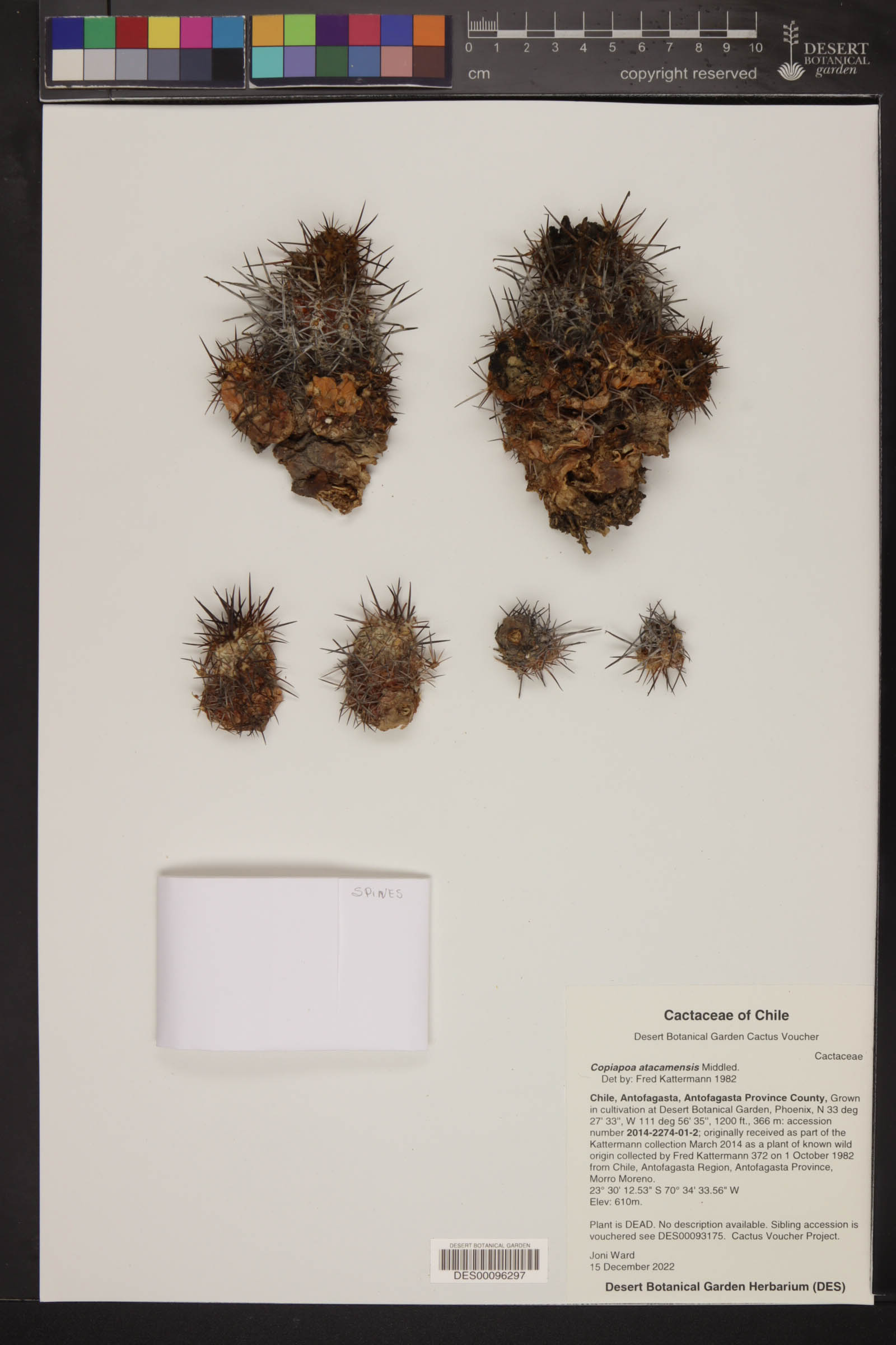 Copiapoa atacamensis image