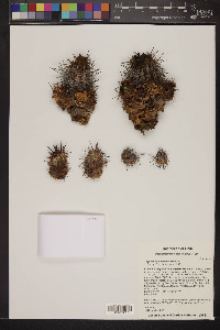 Image of Copiapoa atacamensis