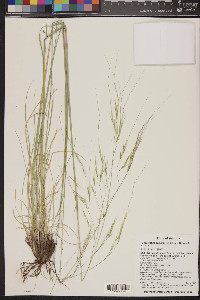 Hesperostipa comata image