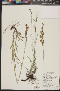 Penstemon pseudoputus image