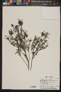 Bouvardia ternifolia image