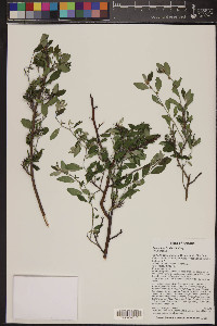 Ceanothus fendleri image