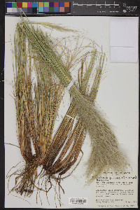 Pappostipa speciosa image