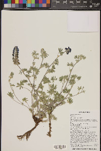 Lupinus hillii image