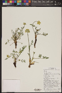 Pseudocymopterus montanus image