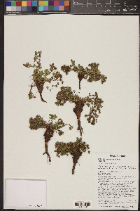 Potentilla subviscosa image