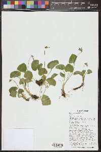 Viola nephrophylla image