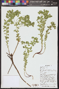Euphorbia incisa image