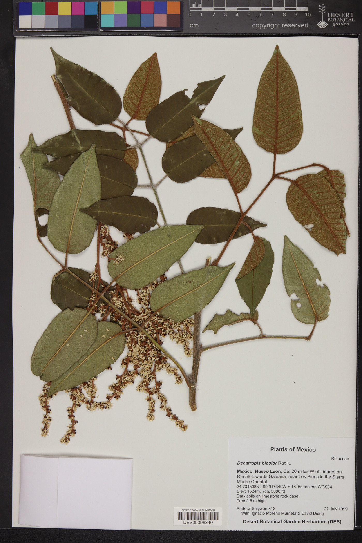 Decatropis bicolor image