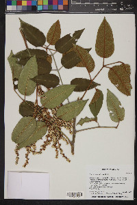 Decatropis bicolor image