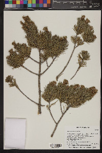 Pinus cembroides image