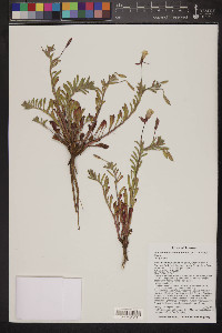 Calylophus lavandulifolius image