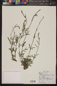 Verbena neomexicana image