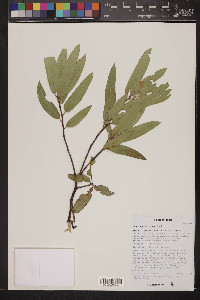 Quercus viminea image