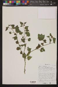 Physalis hederifolia image