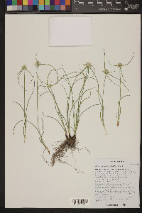 Cyperus seslerioides image