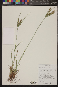 Cyperus mutisii image