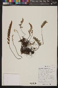 Myriopteris lindheimeri image