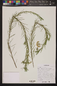 Asclepias linaria image