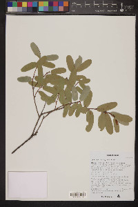 Quercus oblongifolia image