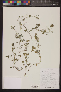 Oxalis albicans subsp. pilosa image