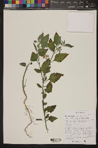 Solanum nigrescens image