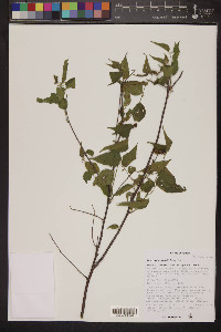 Acalypha papillosa image