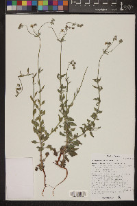 Eriogonum abertianum image