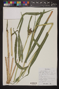 Tripsacum lanceolatum image