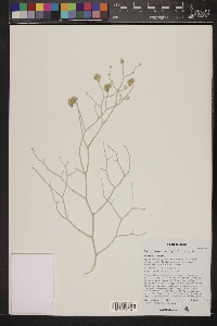 Psorothamnus emoryi image