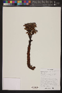 Orobanche cooperi image