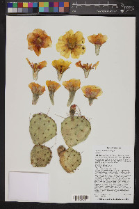 Opuntia macrorhiza image