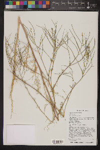 Sisymbrium altissimum image