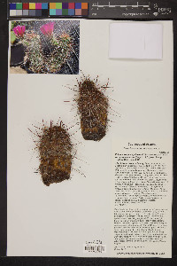 Echinocereus engelmannii var. chrysocentrus image