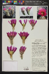 Echinocereus engelmannii image