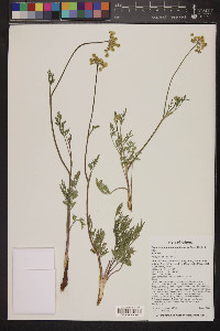 Pseudocymopterus montanus image