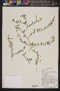 Convolvulus arvensis image