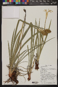 Iris missouriensis image