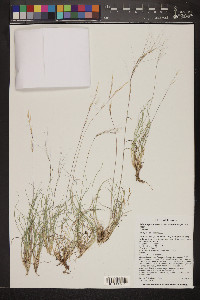 Aristida purpurea var. fendleriana image