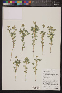 Lupinus kingii image