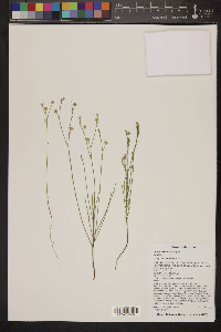 Linum aristatum image