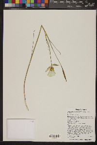 Calochortus ambiguus image